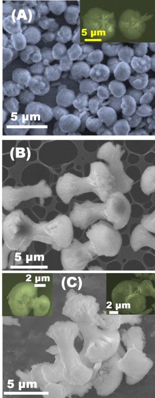 Figure S1 A) low magnification of FE-SEM shows the morphology of CN-SST which is like spear thistle (ST) with head and trunk, inset; high magnification FE-SEM of CN-SST.