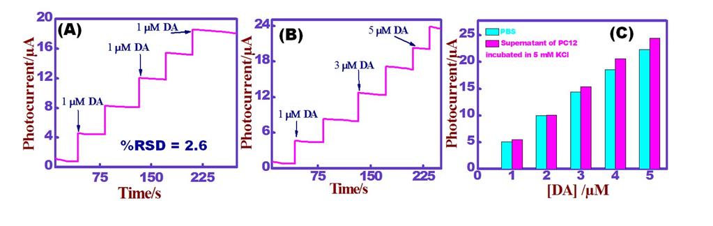 after incubation of each concentration for 48 h. Figure S7. Amperometric response of dopamine addition in PBS ph=7.