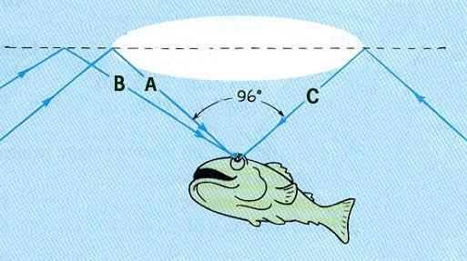 Refraction Fish use