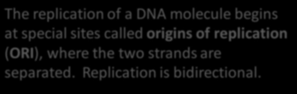 The replication of a DNA molecule begins