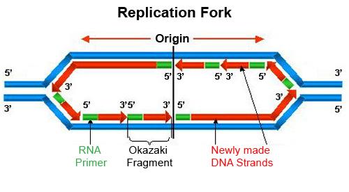replication (ORI), where the two strands