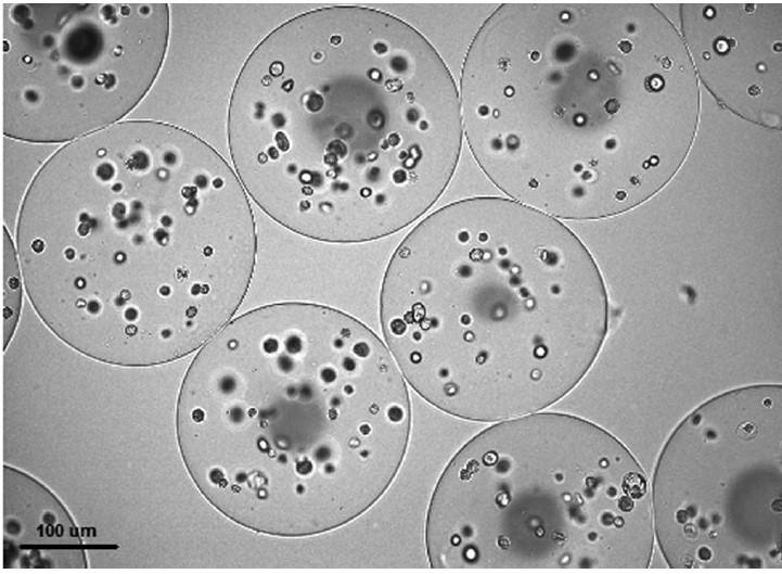 Use of microencapsulation Tissue Organoids Personalized Medicine Disease Modeling Drug Screening Cell delivery Improve retention Improve