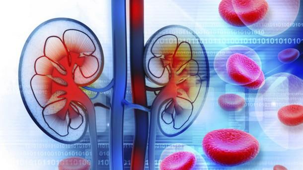 Considerations Availability of donor kidneys Appropriate cell type for re-cellularization Function
