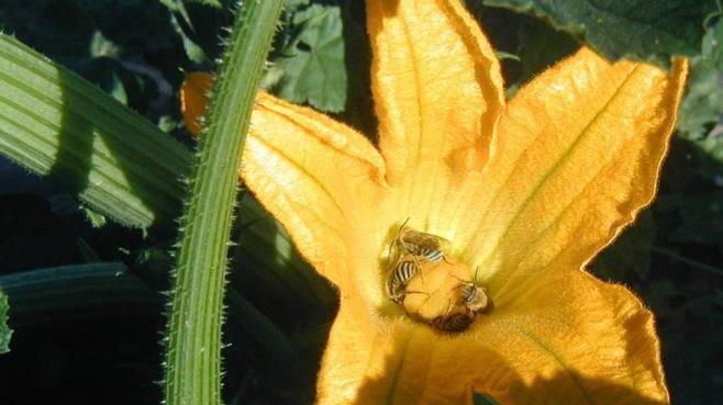 economical pollination of crops.