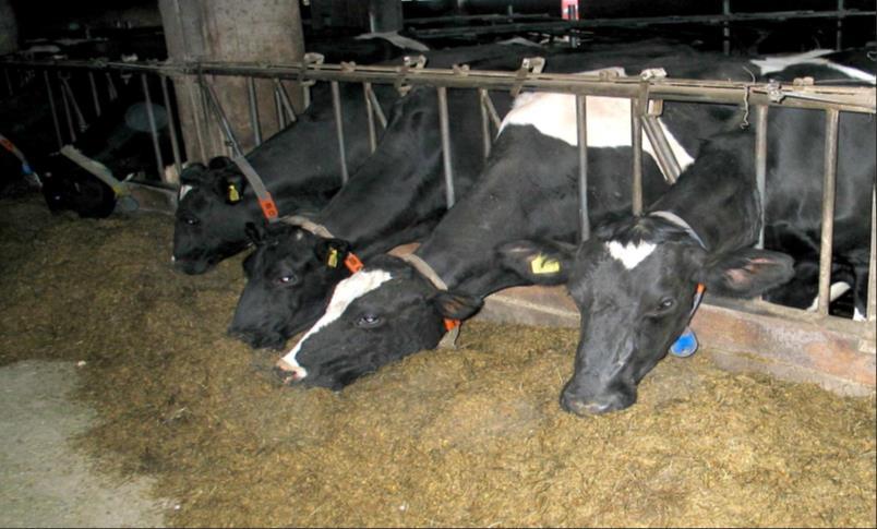 Livestock management Formulation of diet New breed Farmer
