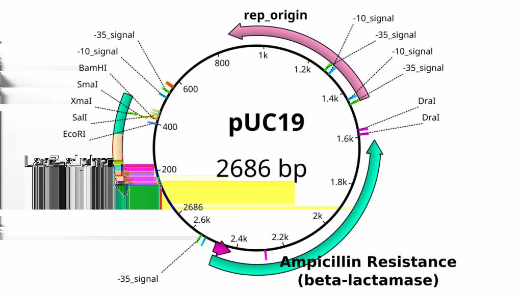 Another plasmid of interest in learning Molecular Biology is called pglo. This plasmid has a jellyfish gene in the MCS that codes for a protein that will fluoresce green when expressed under UV light.
