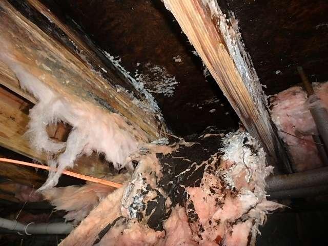 crawlspace that were stained by moisture (some