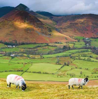 The uplands are home to 44% of breeding ewes and 40% of beef cows in England and 85% of beef cows and 75% of breeding ewes in Wales.