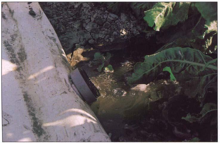 Sugarbeet is also highly tolerant of boron, a common trace element that can be toxic to some crops when present in amounts greater than 2 to 4 mg/kg (Hanson et al. 1993).
