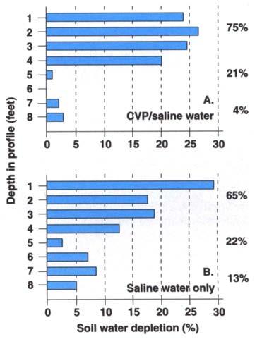 A few plots that had received large amounts of saline water in previous years were irrigated with CVP water, and a few that had been irrigated primarily with CVP water were irrigated with saline