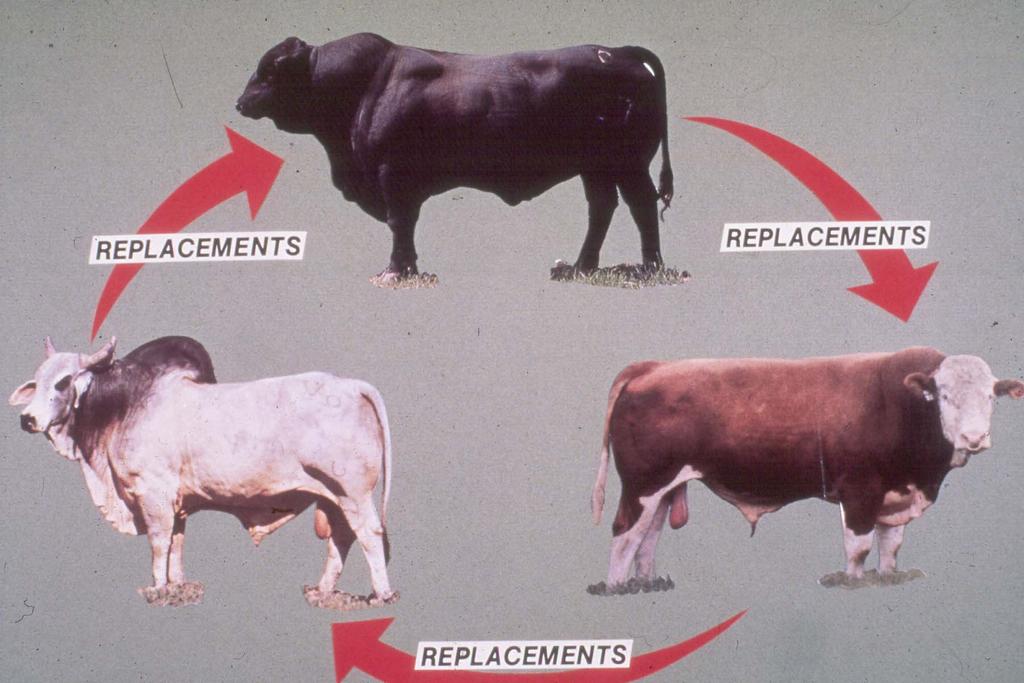 Crossbreeding systems do not have to start with purebred cows Angus type Herford type Crossbreeding systems do not have to start with purebred cows Phenotype cows British type Continental type