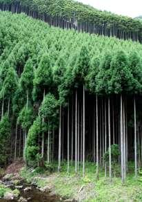 Japanese Forestry and Forest Products Industry Topology and fragmented small forestlands (cable harvesting, chain-saw) Inferior species: sugi (Japanese cedar) Many inefficient grand-pa & grand-ma