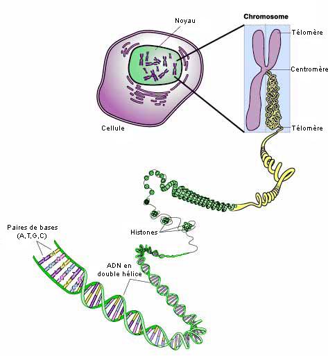 A chromosome is a tightly bundled thread of genetic information stored in the nucleus of a cell. Each species has its own number of chromosomes.