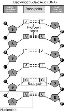 Figure 4: Hydrogen bonding between bases in opposite DNA strands Through this project, the students also learn about IT skills such as using the computational tool GridBLAST and creating a website.