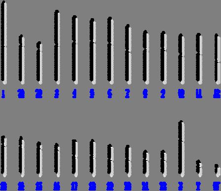 Figure 6: Chromosomes of chimpanzee Procedures Table 1: Procedures for Biology Grid Computing Project Step 1 Click on the link http://www.ncbi.nlm.nih.