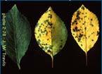 Early blight of celery (Cercospora apii) modification of Berger model by Reid (2008) based on relation between weather and spore counts A fungicide spray is triggered if the answer is yes to all of