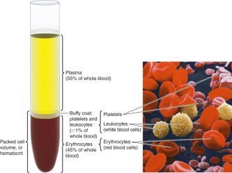 leukocytes (WBC), and platelets Hematocrit is the % of blood occupied by RBC. (RBC) What is plasma? Ions: mostly Na+ and Cl-.