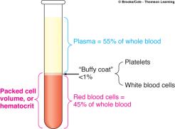 Plasmin is activated by the clotting cascade Phagocytic WBC remove the