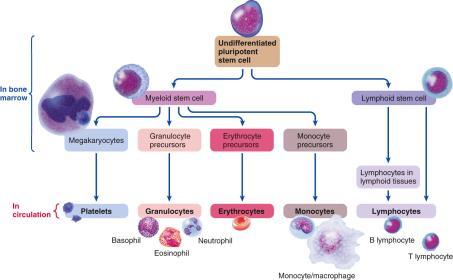 phagocytes, 1 st to respond to infection Monocytes - settle in tissue