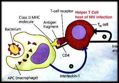 send signals They present antigens to helper T-cells to induce a