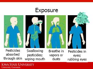 18. Pesticides can enter the body by four main routes; dermal (absorbed through the skin), oral (swallowed), inhalation (breathe in vapors or dusts), and/or ocular (in eyes).