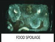 Molds and yeasts from fungi family Examples: Discolored, mushy, or fuzzy vegetables; sour milk; slimy meat.