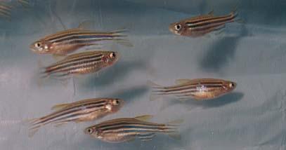 Using zebrafish in human disease research: some advantages, disadvantages and ethical considerations.