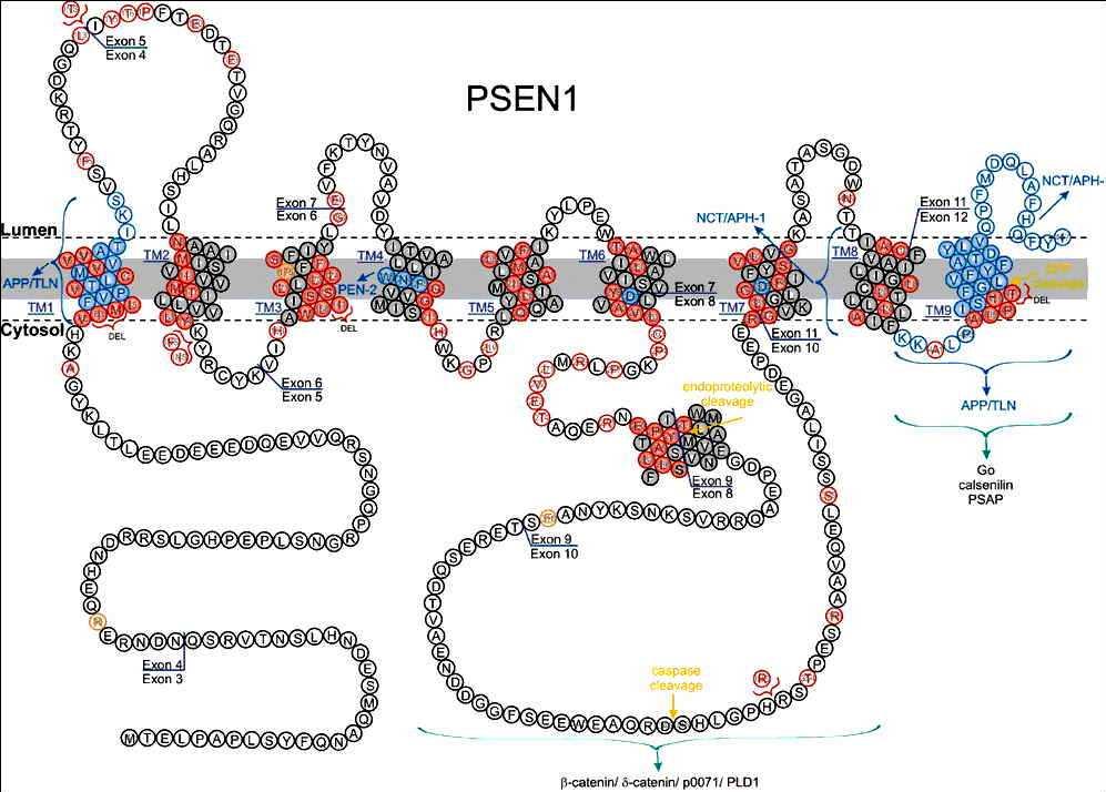 Truncation in yellow region of PSEN1 protein creates very potent dominant negative forms that interfere with normal PSEN1