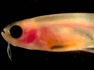 A zebrafish mutant strain lacking skin pigmentation, Casper, is useful in