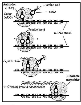 The translation process takes place as follows: The trna with its attached amino acid pairs to the codon of the mrna attached to a ribosome.