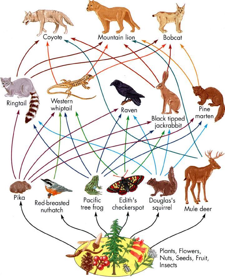 Ecology What is a food web? In which direction do arrows point on a food web?