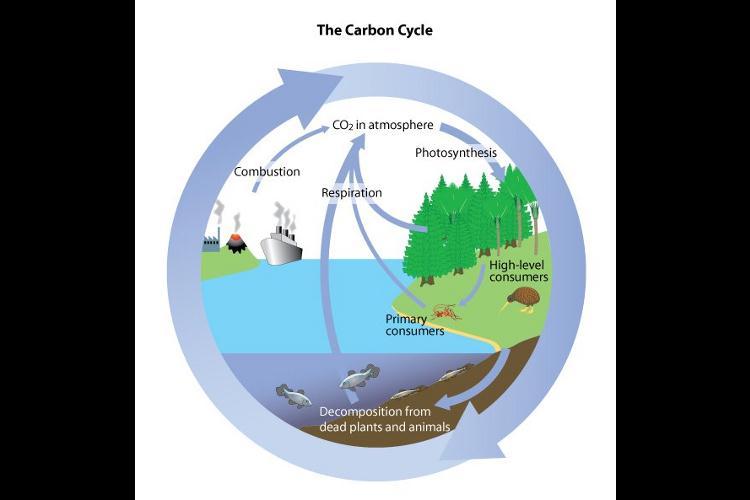 Pictured here is the carbon cycle.