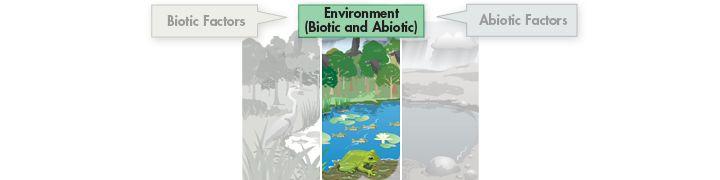 Biotic and Abiotic Work Together The difference between abiotic and biotic factors is not always clear.