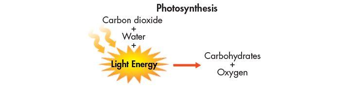 Energy from the Sun The best-known and most common primary