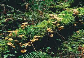 Trophic Levels - Decomposers Decomposers, such as
