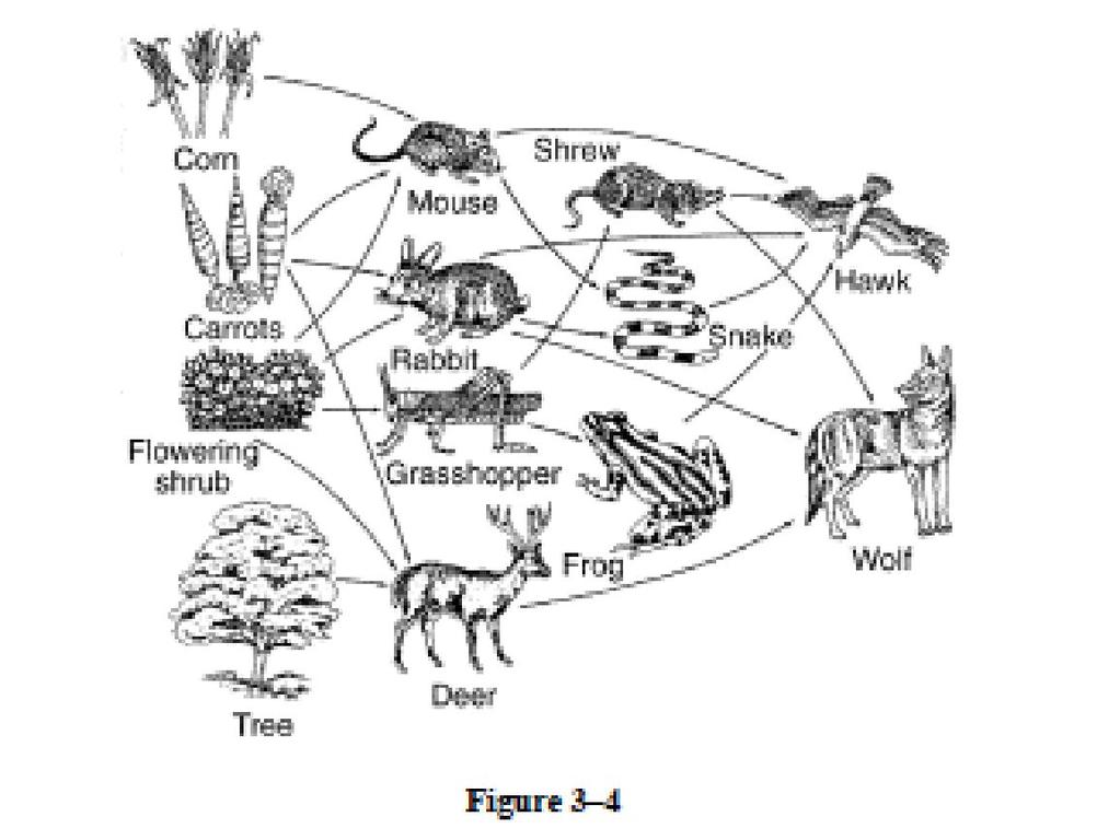 If there were no snakes in this food web, would