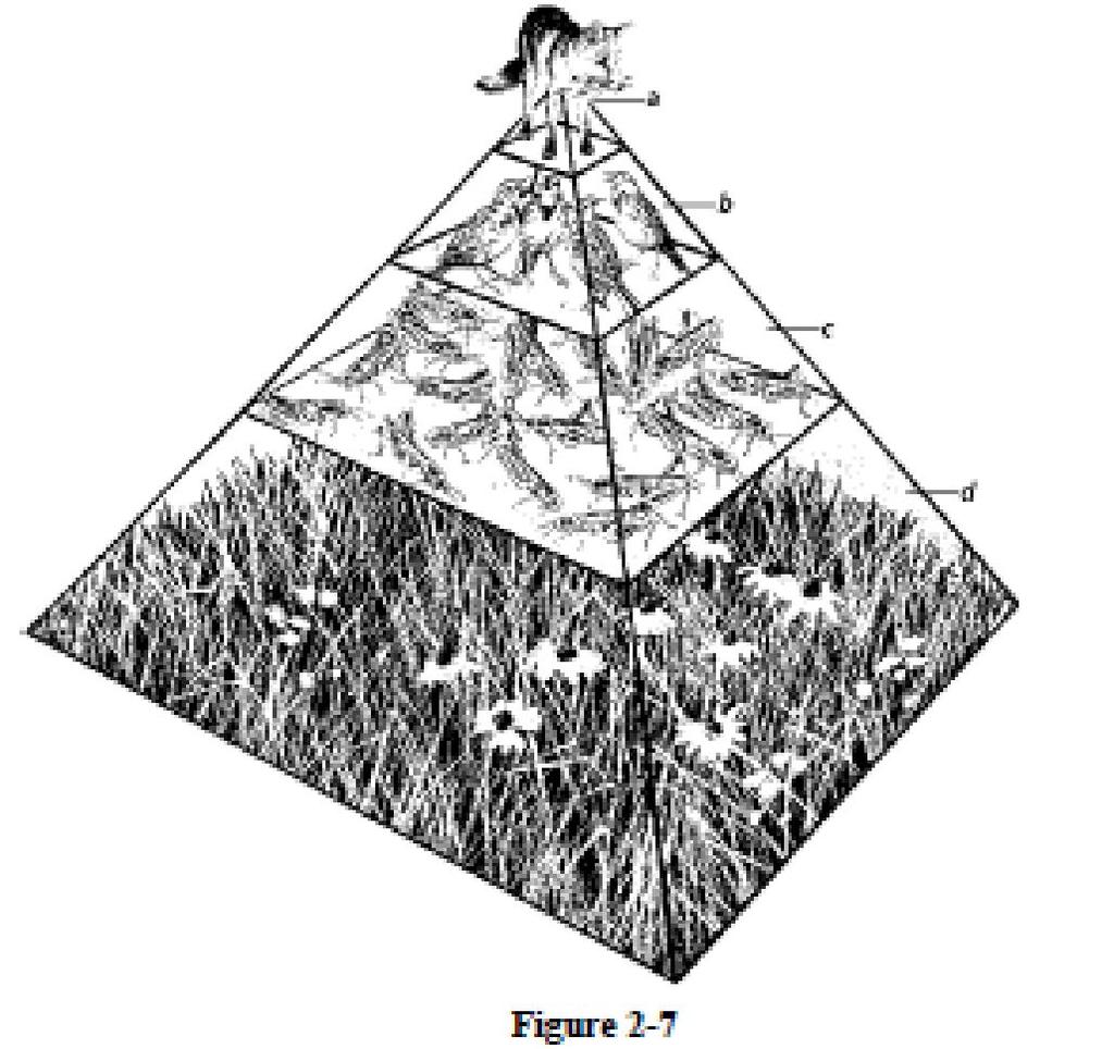 Ecological Pyramids An ecological pyramid shows the relative