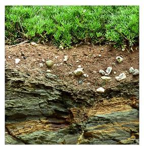 Rocks and Soil Many characteristics of soil limit distribution of plants and