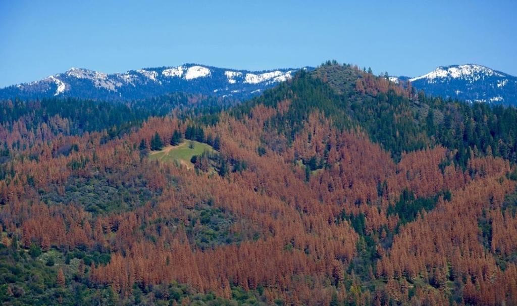 Tree Mortality Crisis Increasing Fire Risk