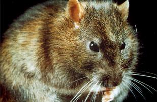 Anticoagulant resistance in the Norway rat and Guidelines for the management of resistant rat infestations in the UK 1.