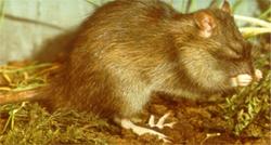 Interpretation of DNA sequencing results The information obtained from the DNA analysis of rodents requires careful interpretation.