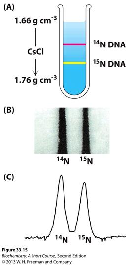 Meselson and Stahl demonstrated DNA replication is semiconservative Fig. 33.15 Bacteria grown on media supplemented with 15 N.