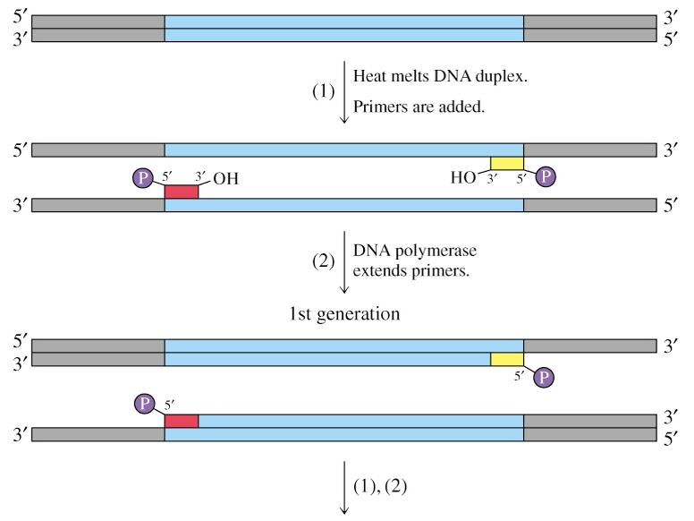 Polymerase Chain Reaction (PCR) Kary Mullis (1984) (see Figs. 41.14 & 41.