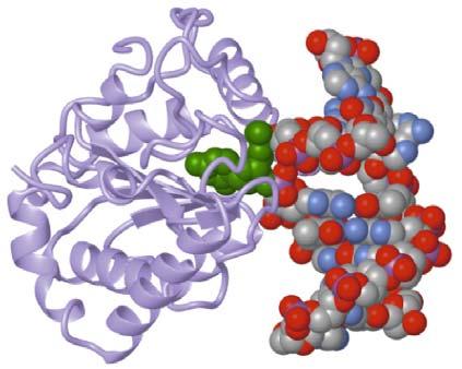 Uracil N-glycosylase (human mitochondria) Enzyme
