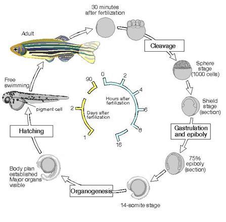fish will produce a large number of embryos drugs can
