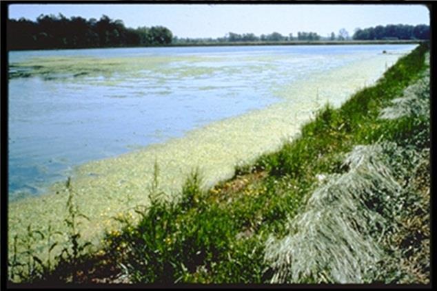 Factors Affecting Daily & Seasonal Oxygen Levels Amount of aquatic plants / algae / planktonic algae