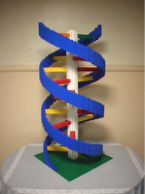 Nucleic Acids Nucleotides DNA Structure RNA Synthesis