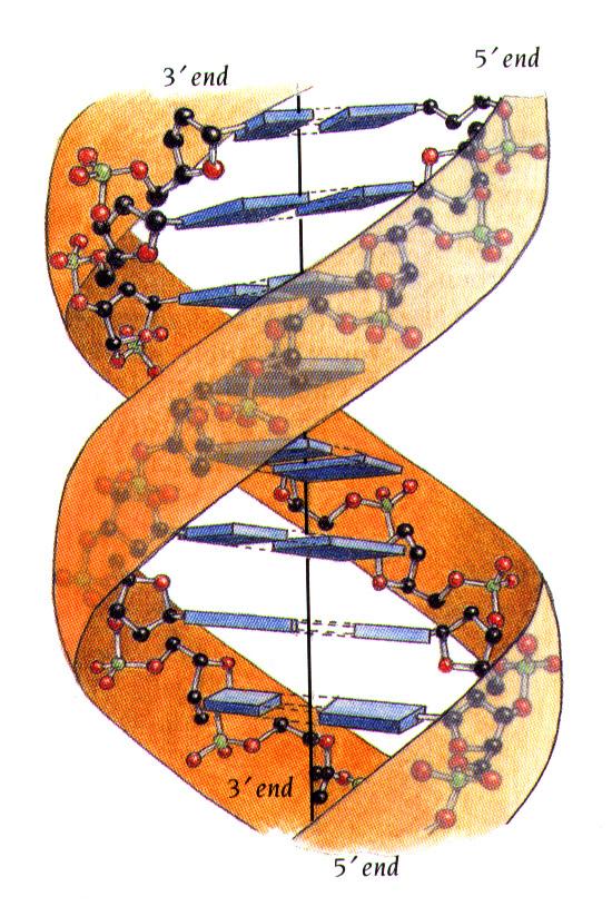 DNA: double stranded
