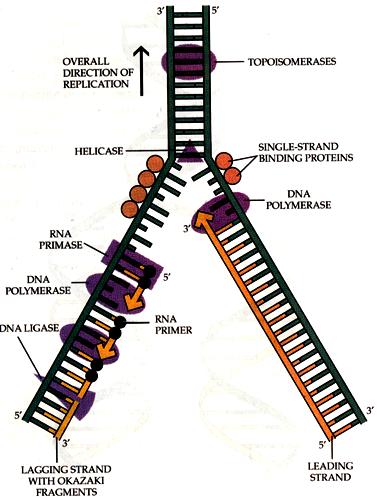 Semi-conservative DNA replication Helicase: separates the two DNA strands, starting at replication origins (rich in A-T base pairs) RNA primase: inserts a starter of RNA nucleotides at the initiation