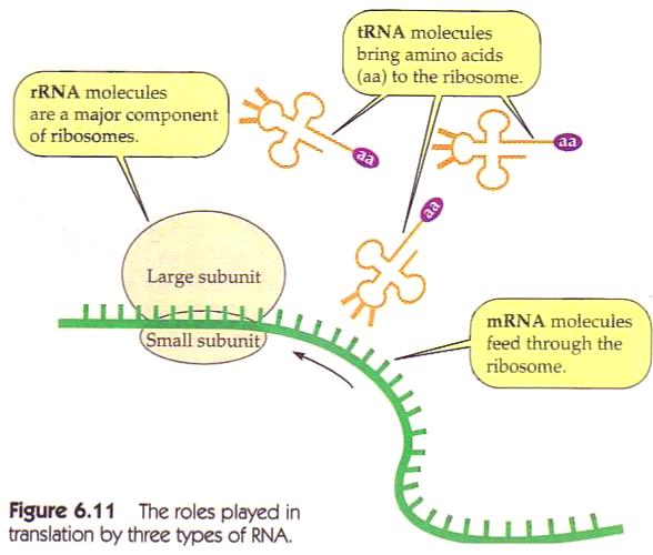 Three types of RNA play a
